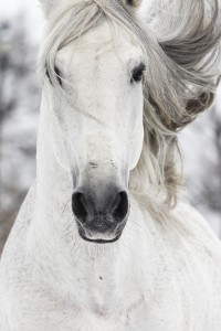 Powerful White Horse