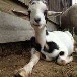 Heartland Farms goat.